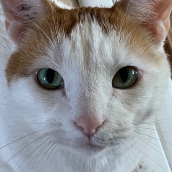 Meet your Posher, H - Picture 9 of 10